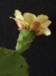 仙人掌开花