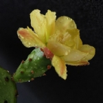 仙人掌开花