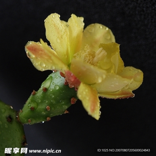 仙人掌开花