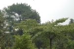 树林