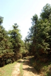 山川松林