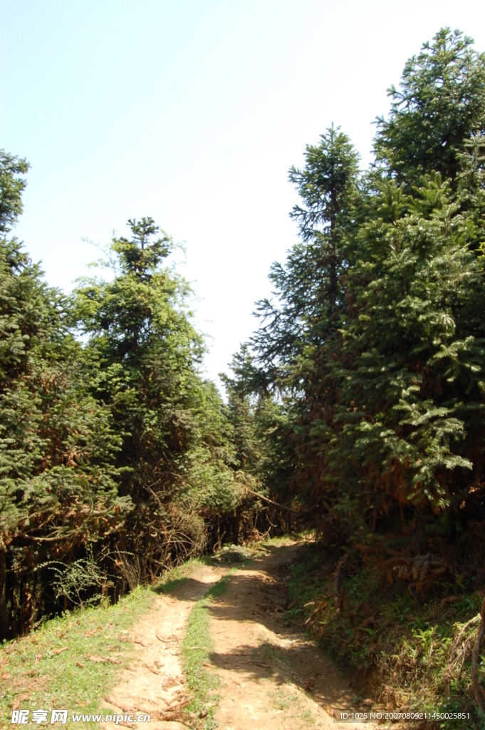 山川松林