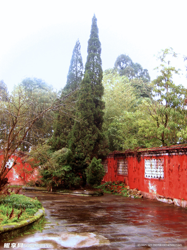 红墙古寺松木