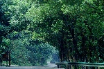 树林景色
