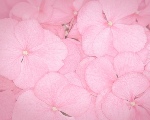 花瓣