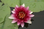 莲花