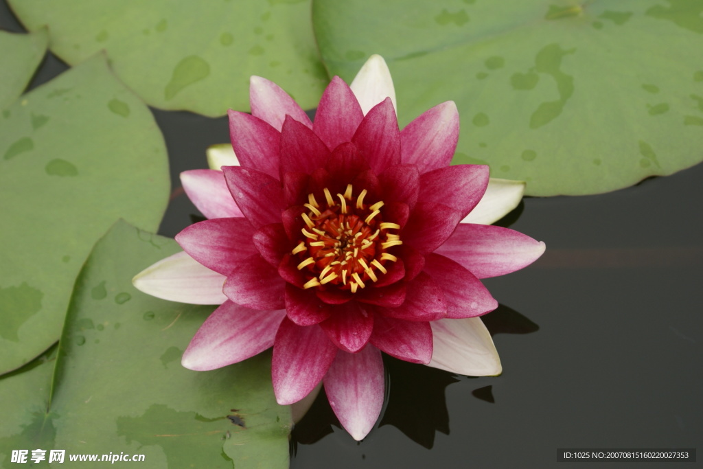 莲花