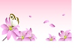 蝶恋花精品