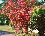园林花卉