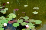 莲花