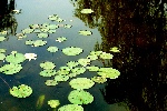 莲花