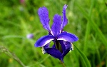 蝴蝶花，紫色记忆