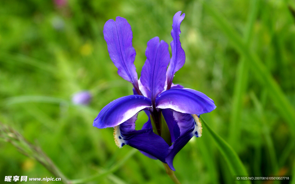 蝴蝶花，紫色记忆