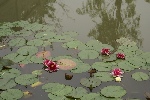 水中莲花