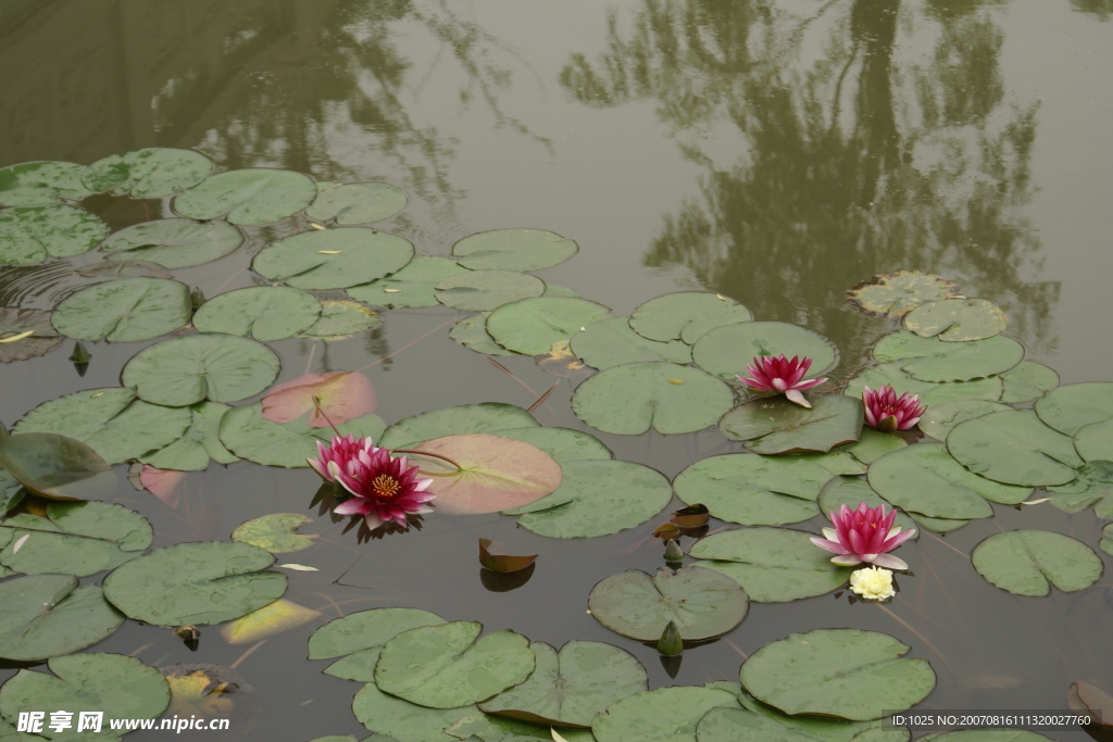 水中莲花