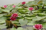 艳丽睡莲