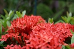 红色的花
