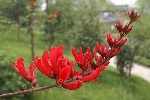 粉色花簇