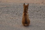 丧家犬