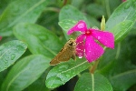 蝴蝶鲜花