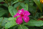 蝴蝶花