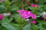 蝴蝶花
