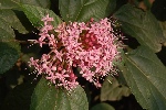 蝴蝶花