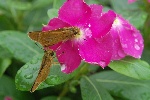 蝴蝶与花
