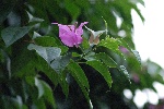 蝴蝶与花