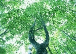 阳光下树林