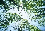 阳光下树木