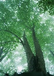 阳光下大树