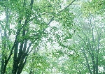 树林