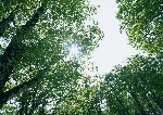阳光树林