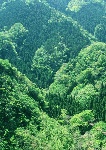 美丽的树林