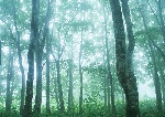 树林阳光