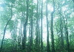 树林阳光