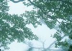 绿色树叶