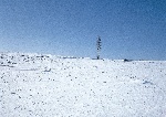 雪地