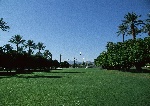 草坪