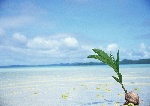海滩禾苗