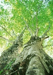 大树素材