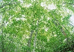 绿树林