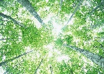 阳光树林