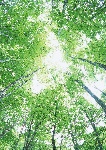 阳光森林