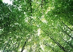 树林阳光