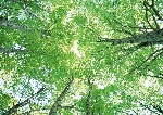 绿色树木