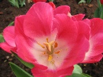花草