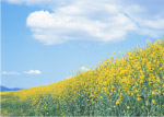 田园油菜花