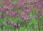 花草